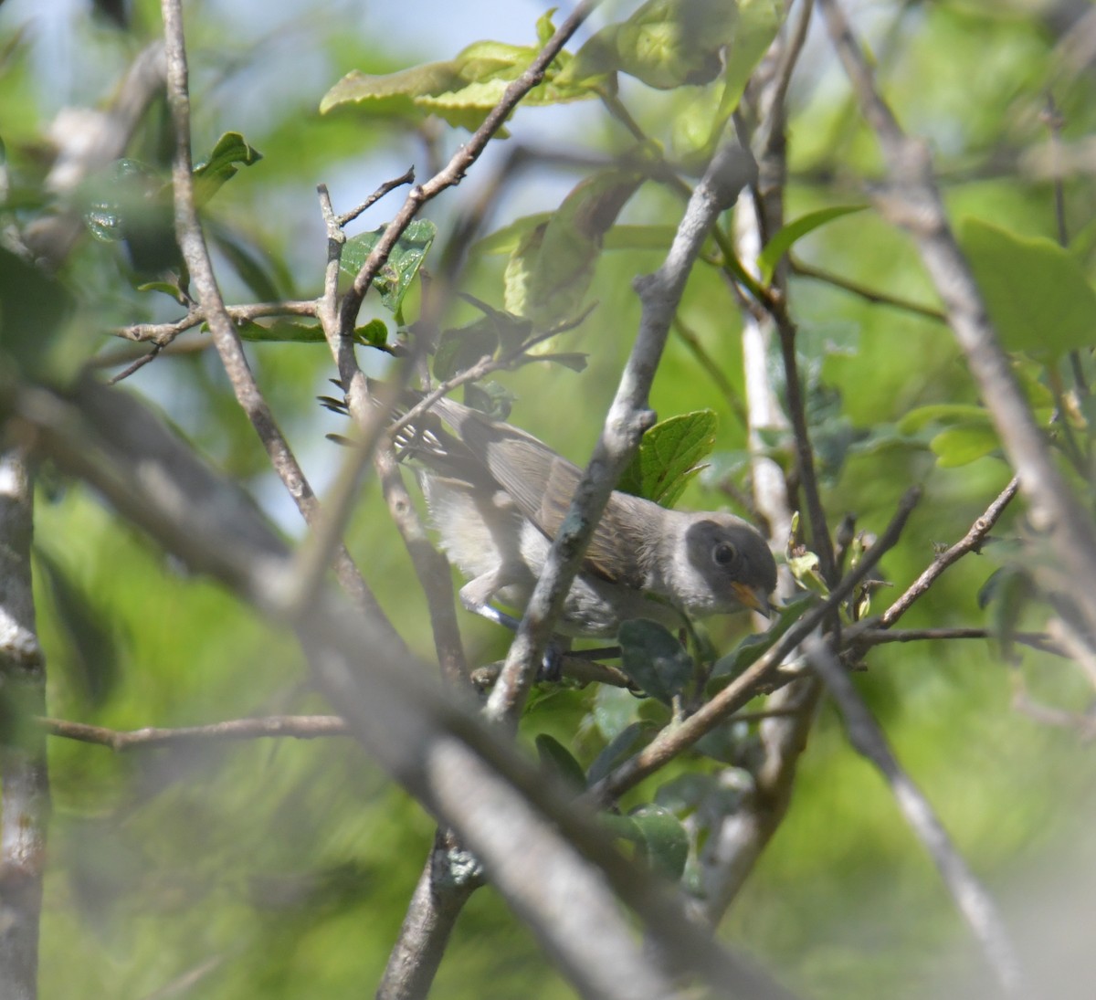 Verdin - ML355730811