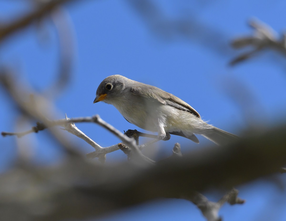 Verdin - ML355730841