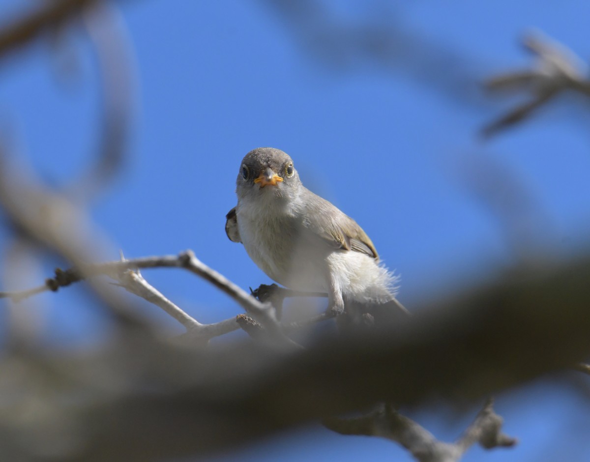 Verdin - ML355730851