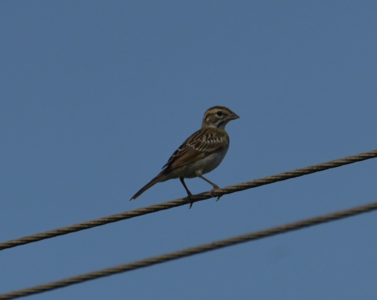 Lark Sparrow - ML355730891