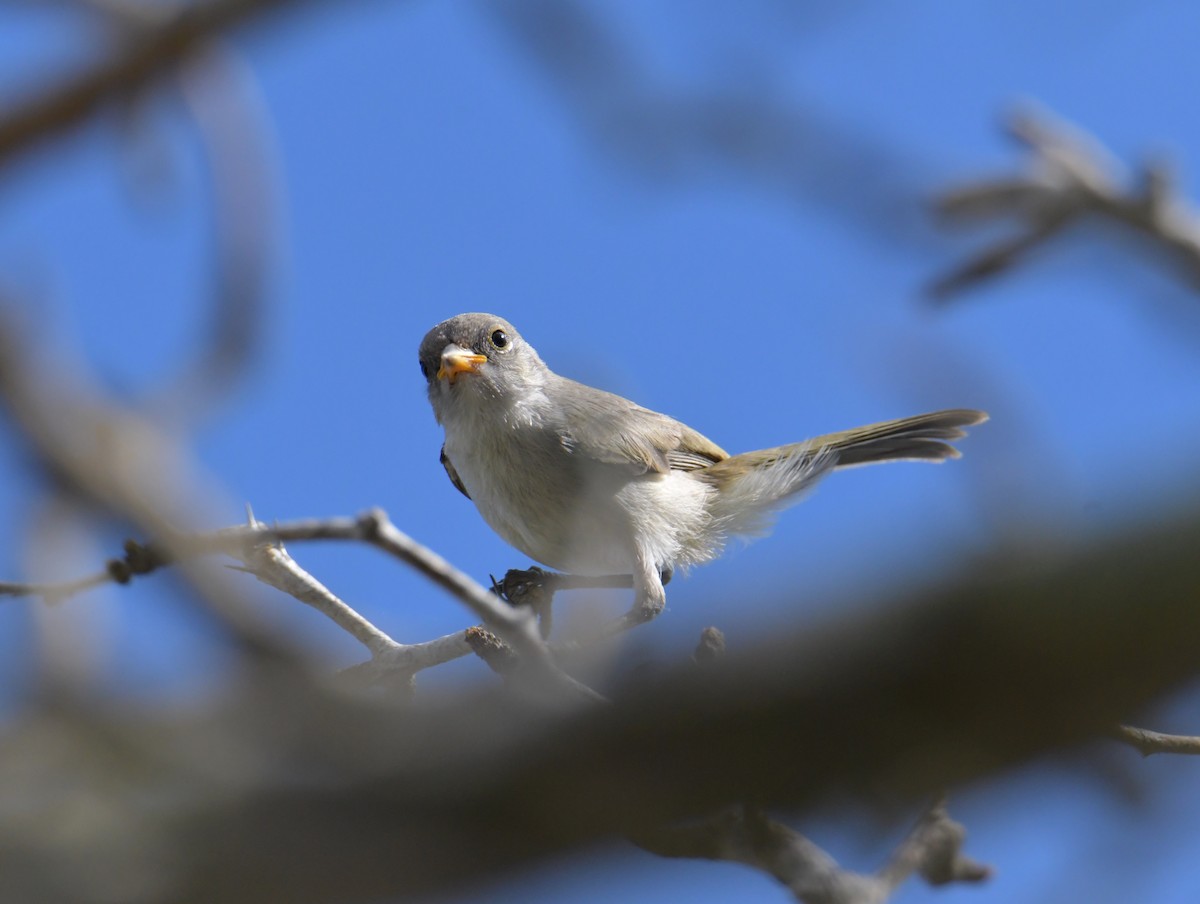 Verdin - ML355730901