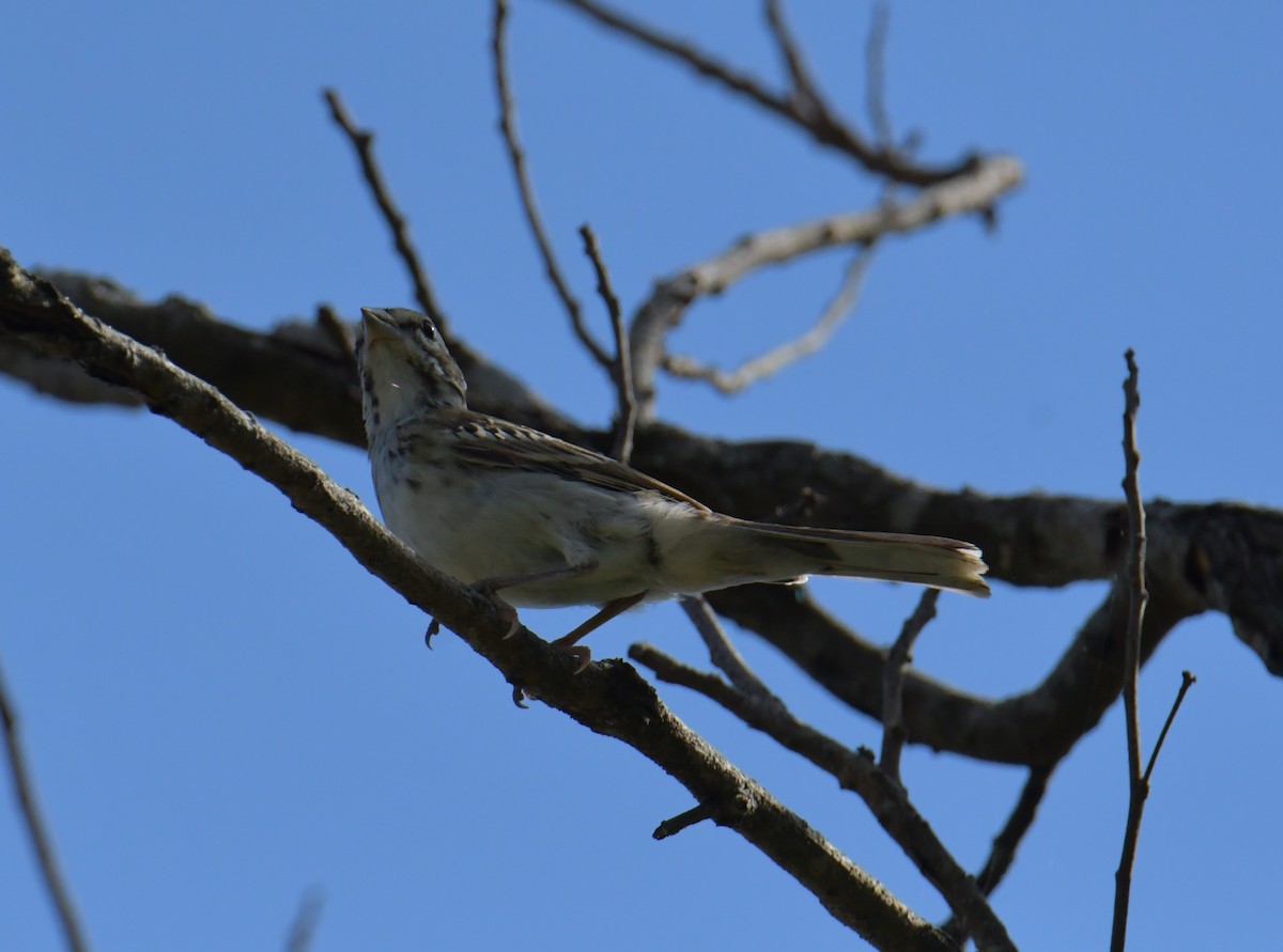 Lark Sparrow - ML355730941