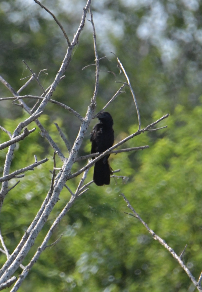 Groove-billed Ani - ML355731081