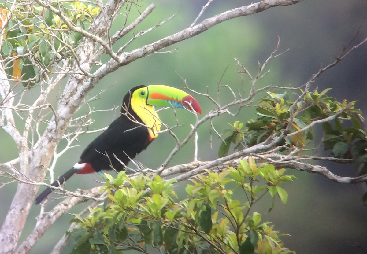 Keel-billed Toucan - ML35573151