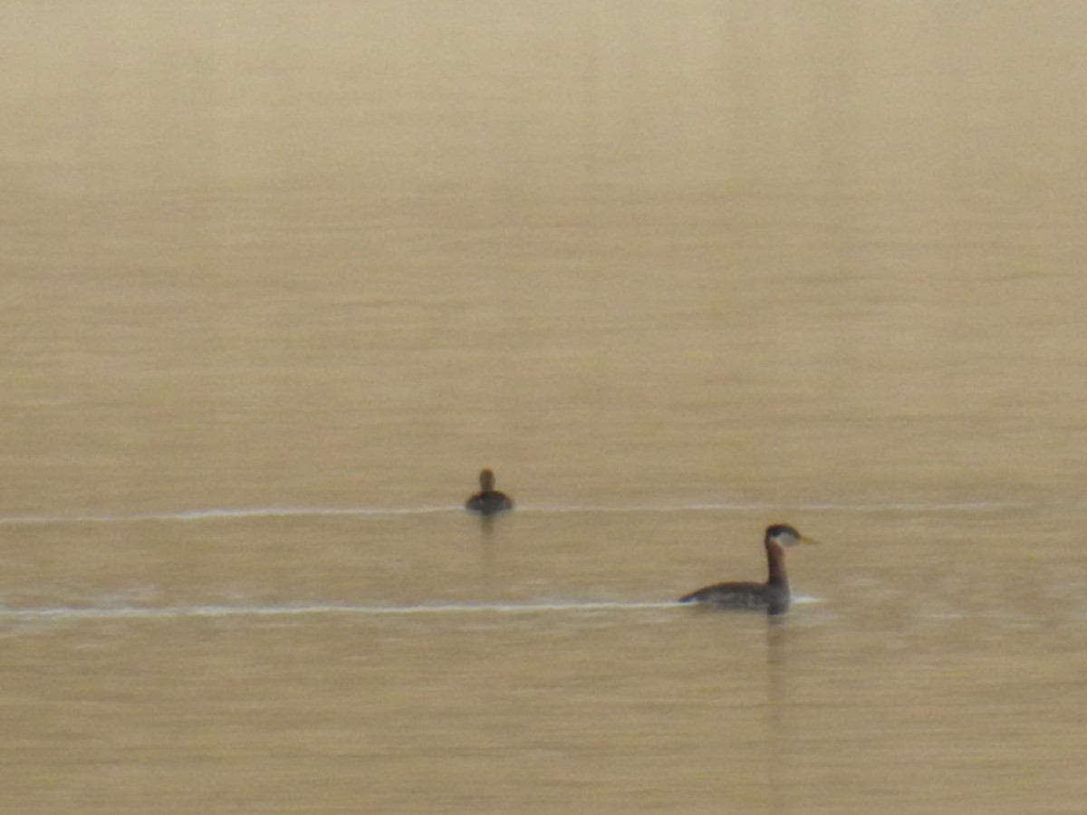 Murgil lepagorria - ML35573211