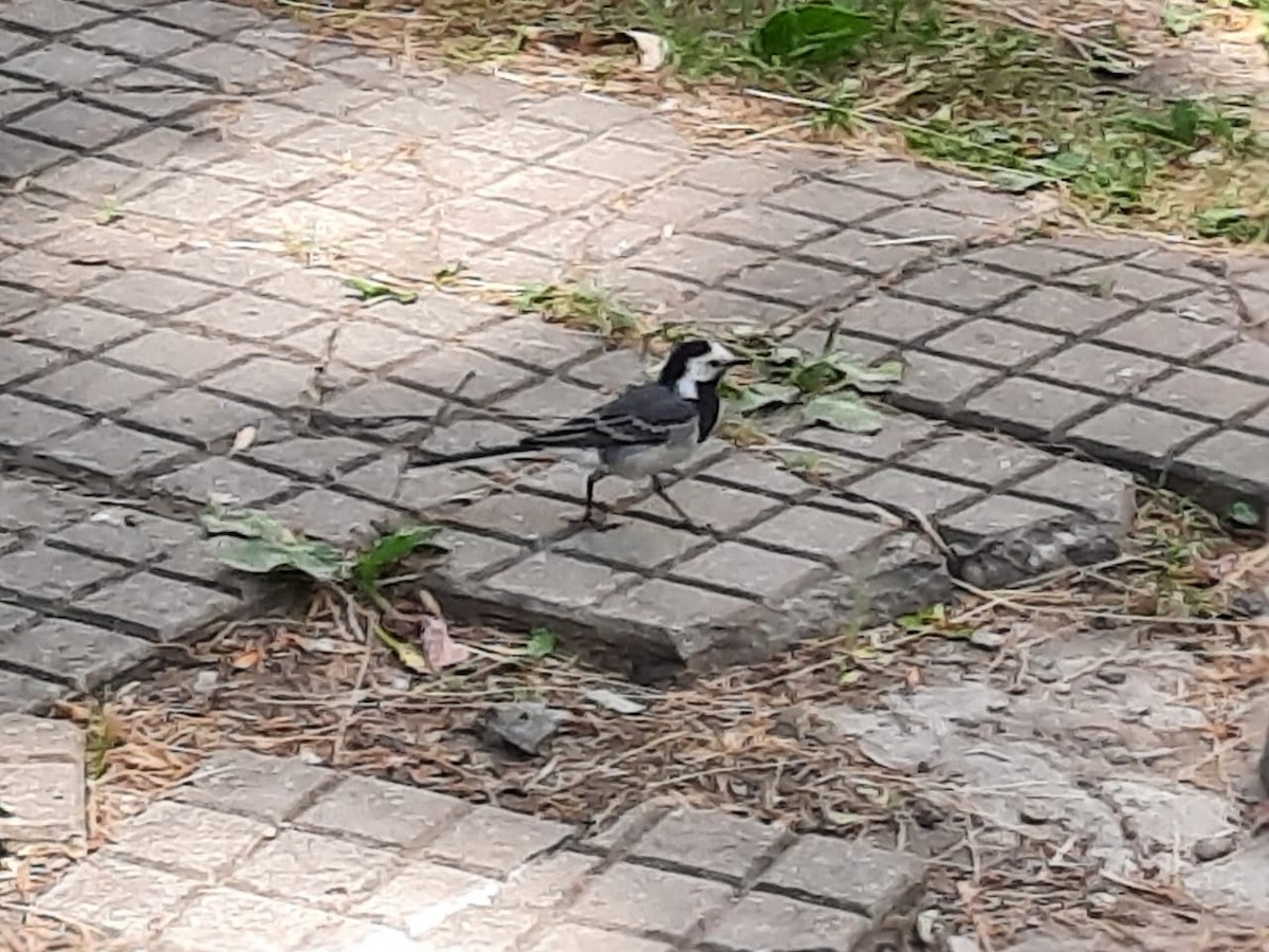 White Wagtail - Максим Арсирий