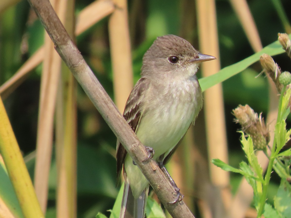 Willow Flycatcher - ML355733041