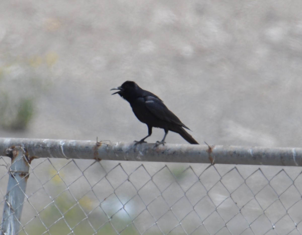 Tamaulipas Crow - ML355733081