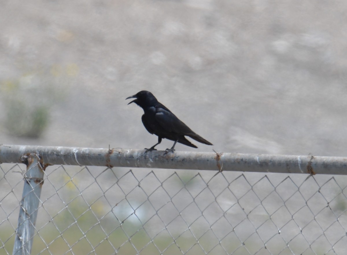 Tamaulipas Crow - ML355733091