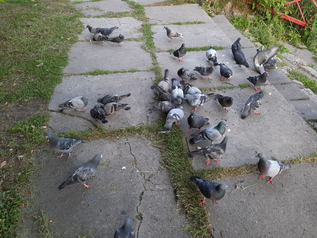 Rock Pigeon (Feral Pigeon) - ML355734001