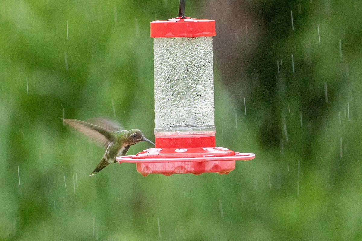 Green-breasted Mango - ML355737241