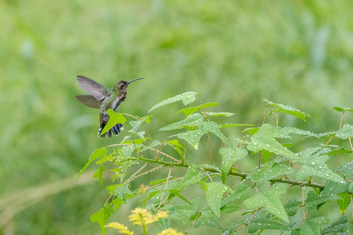 Green-breasted Mango - Neil Hayward