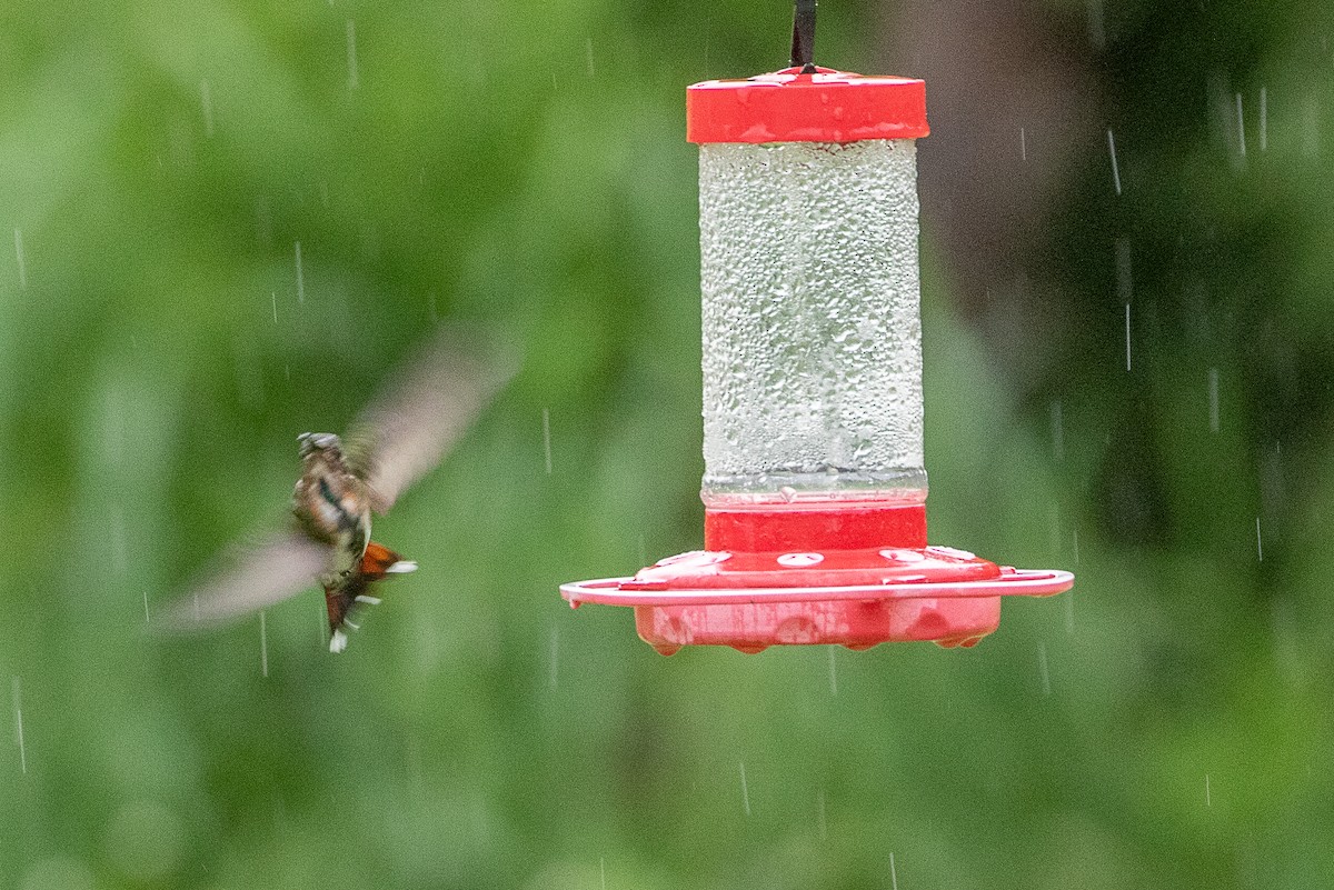 Grünbrust-Mangokolibri - ML355737391