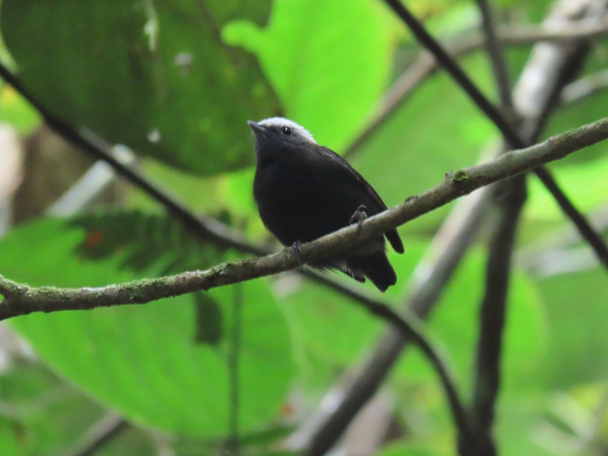 Manakin à dos bleu - ML355738131