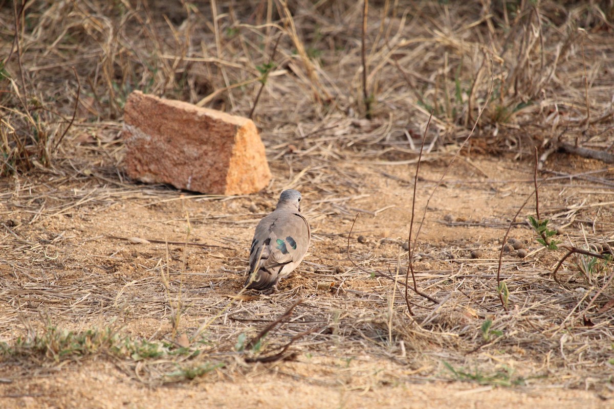 Emerald-spotted Wood-Dove - ML355739011