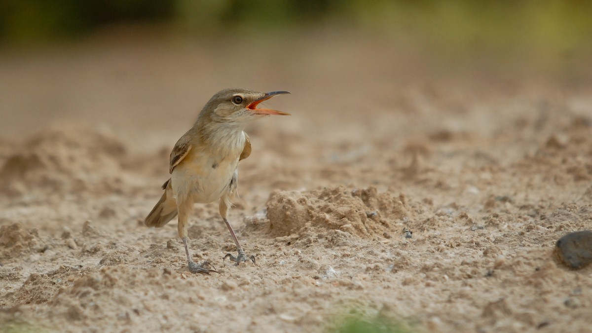 Great/Oriental/Clamorous Reed Warbler - ML355739251