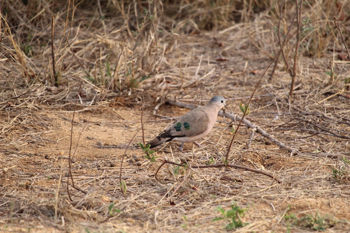 Emerald-spotted Wood-Dove - ML355739861
