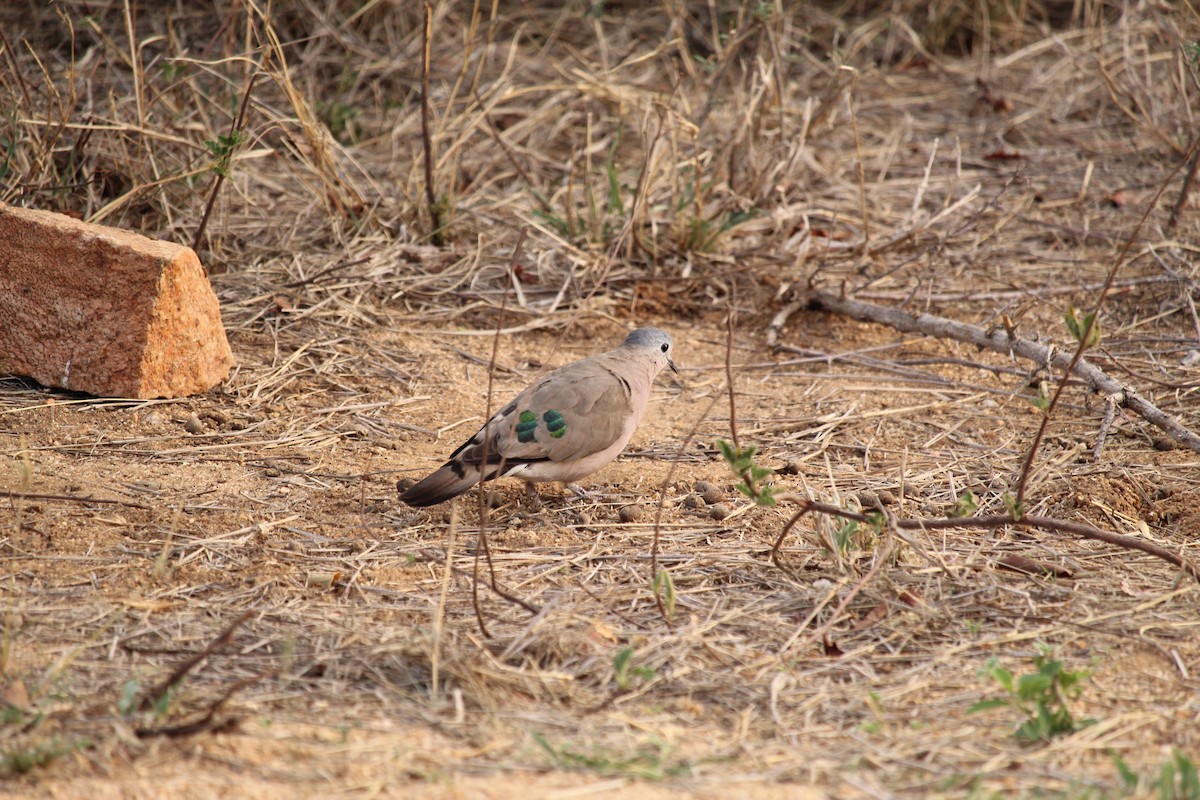 Emerald-spotted Wood-Dove - ML355739891