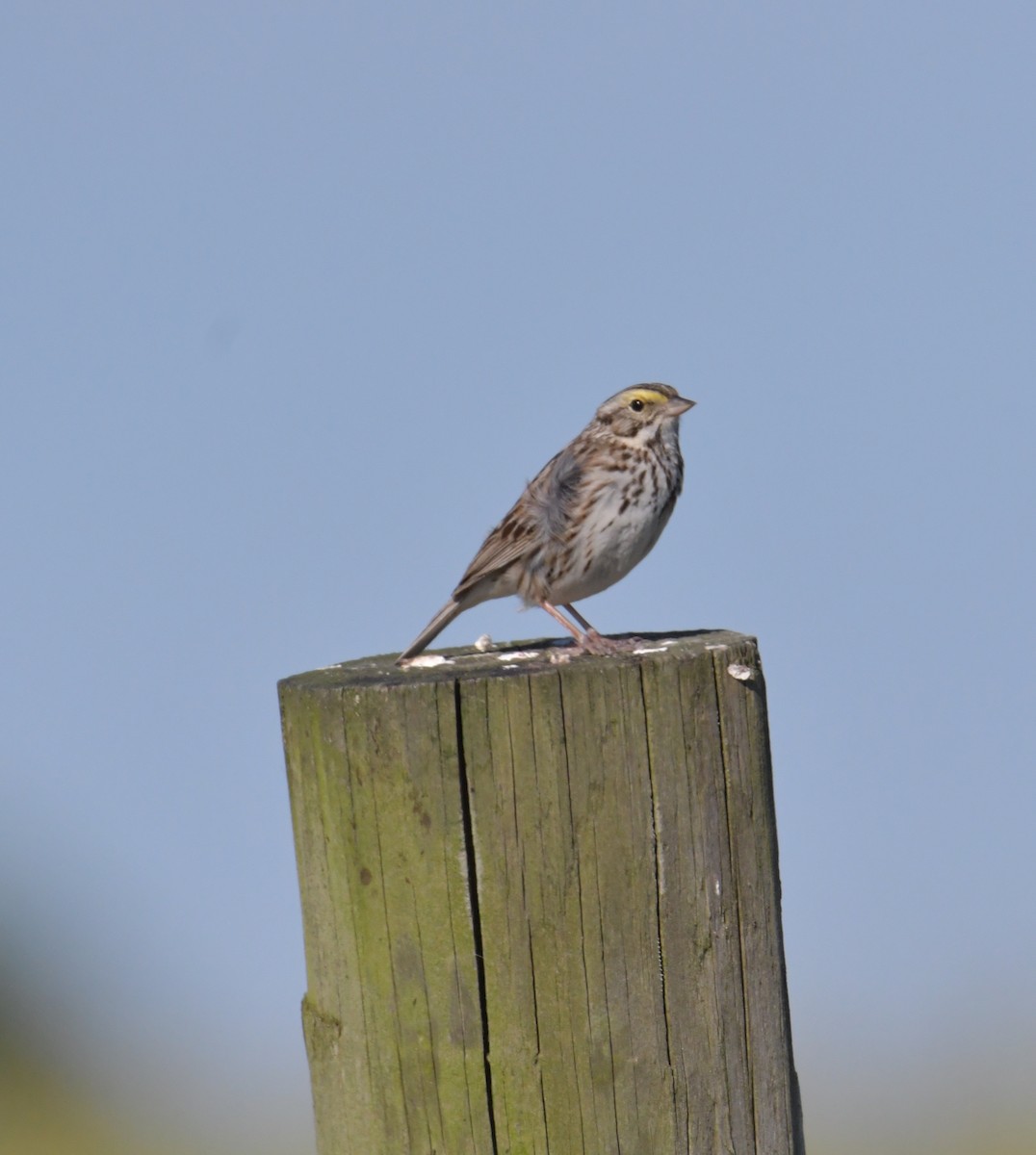 Savannah Sparrow (Savannah) - ML355740781