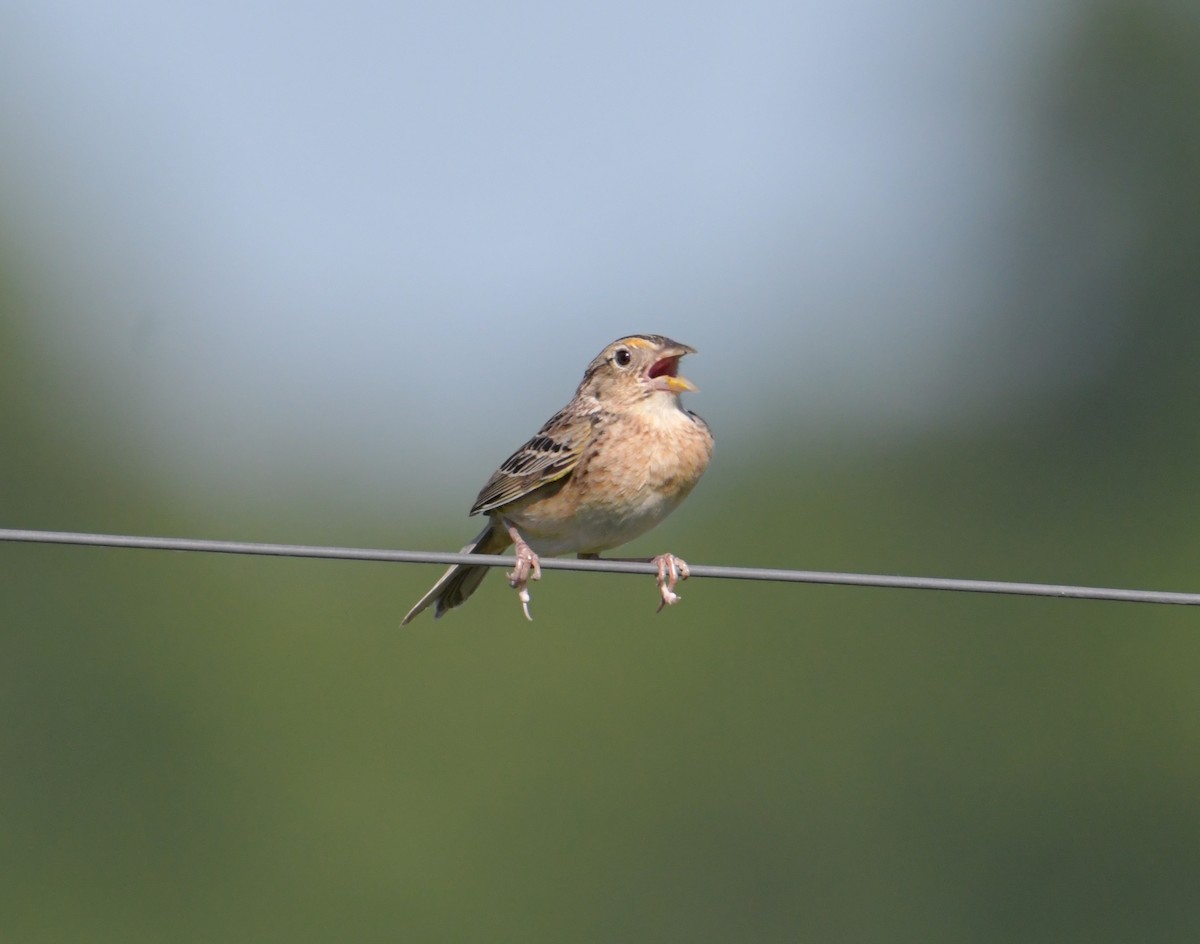 Grasshopper Sparrow - David Chernack