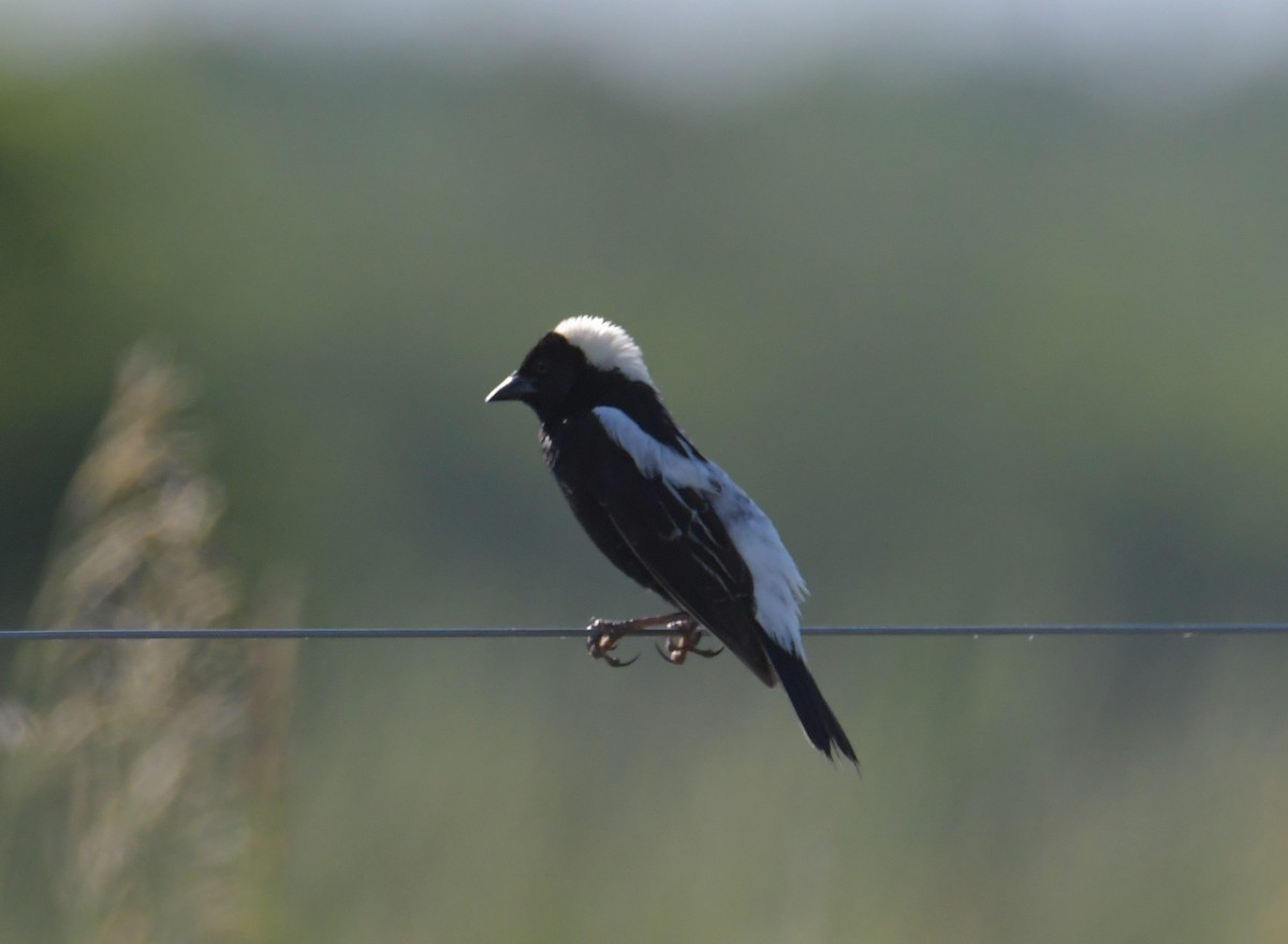 Bobolink - ML355740911