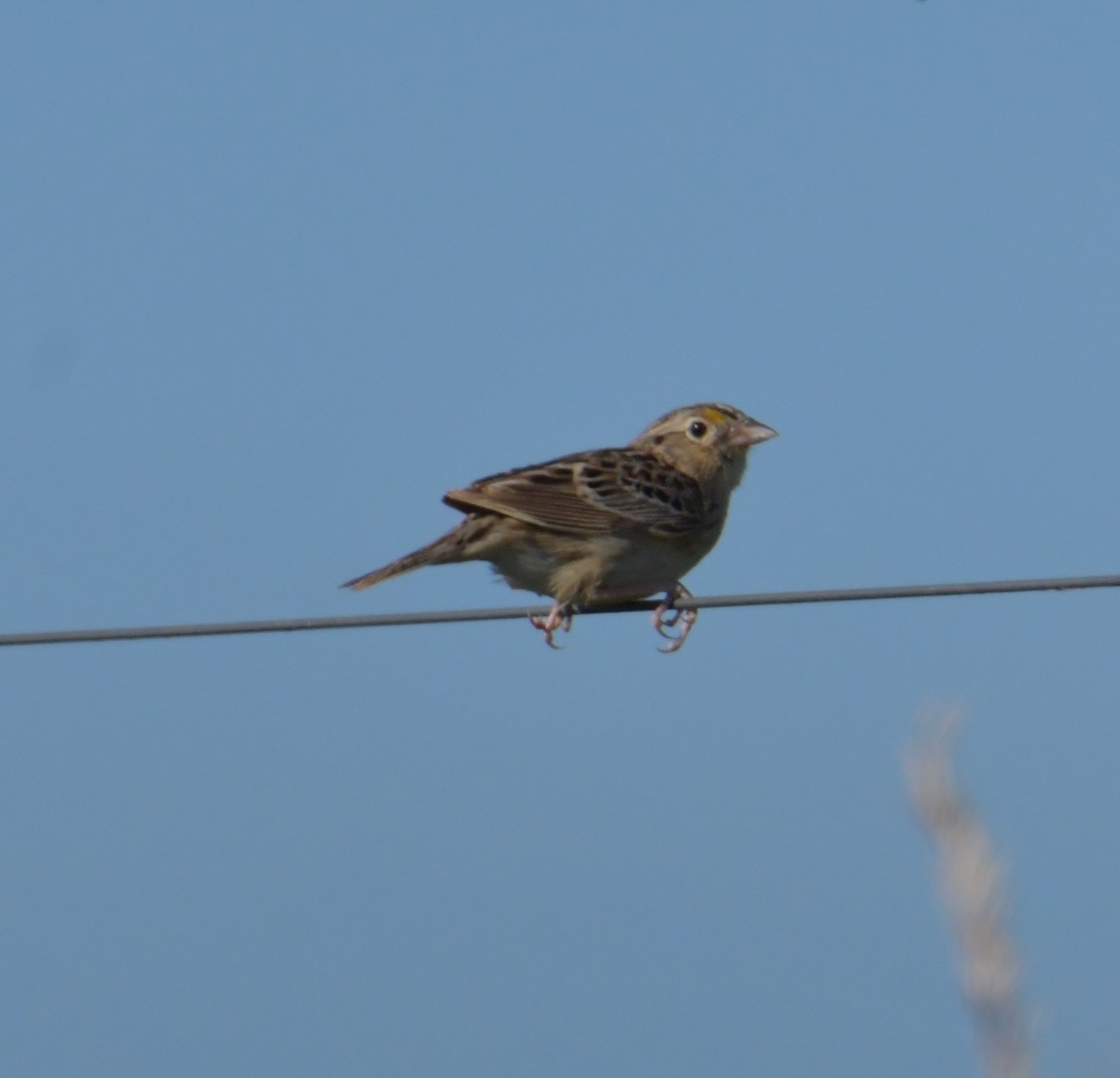 Grasshopper Sparrow - David Chernack