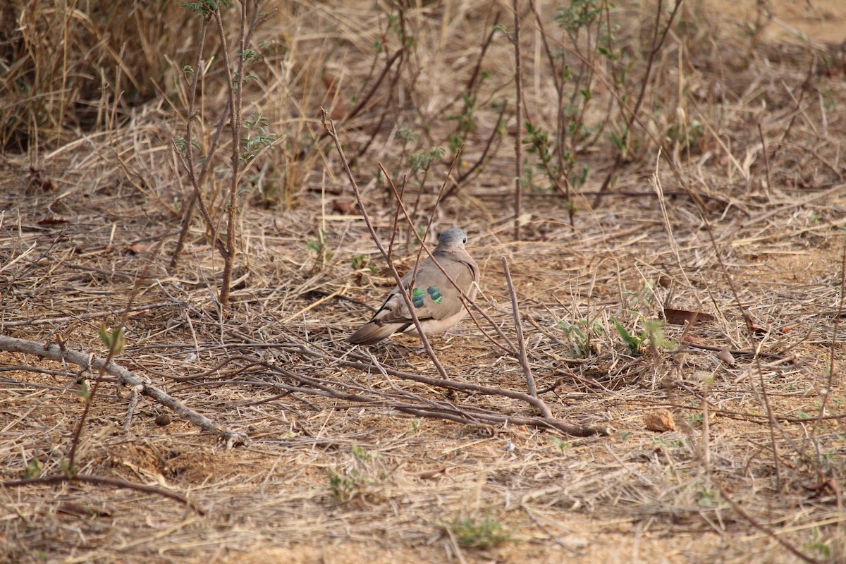 Emerald-spotted Wood-Dove - ML355741171