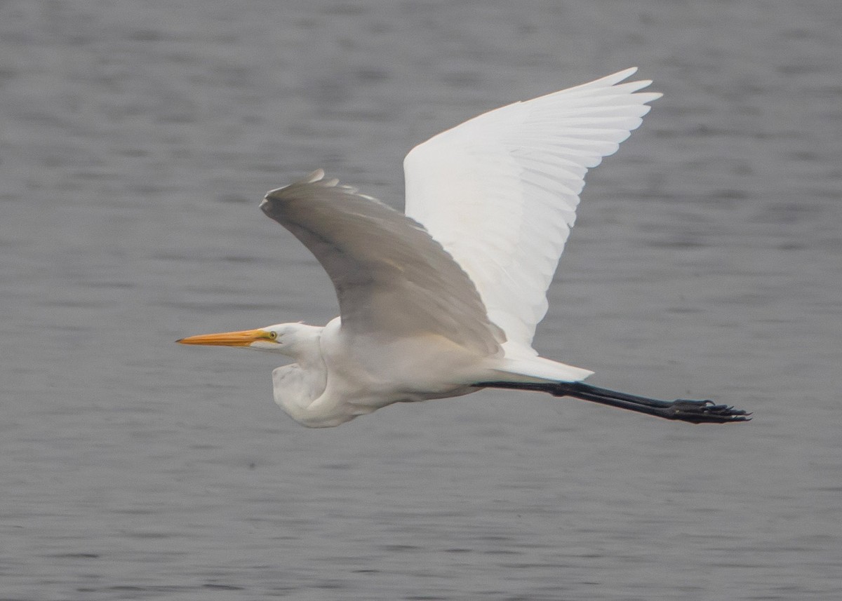 Great Egret (American) - Ken Pride