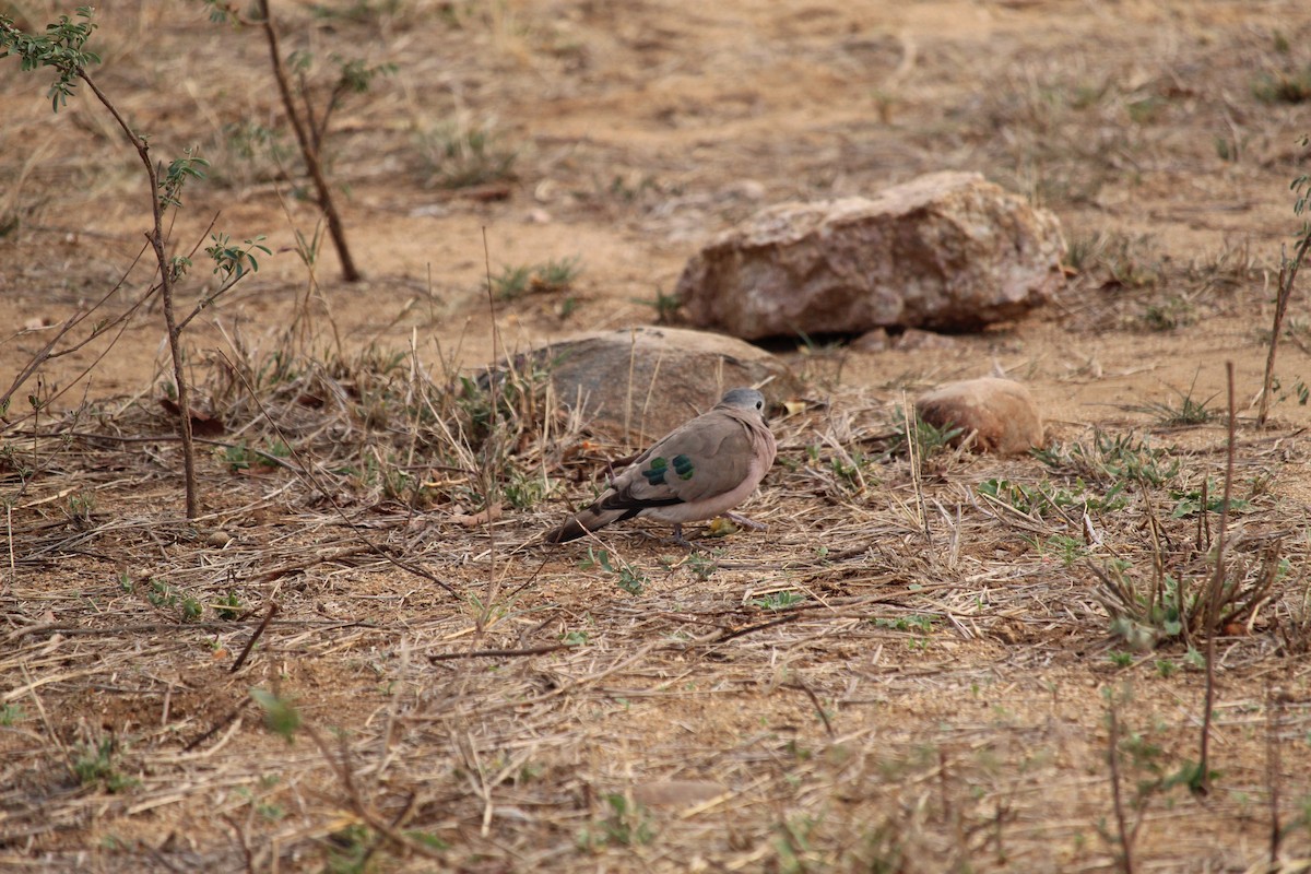 Emerald-spotted Wood-Dove - ML355741221