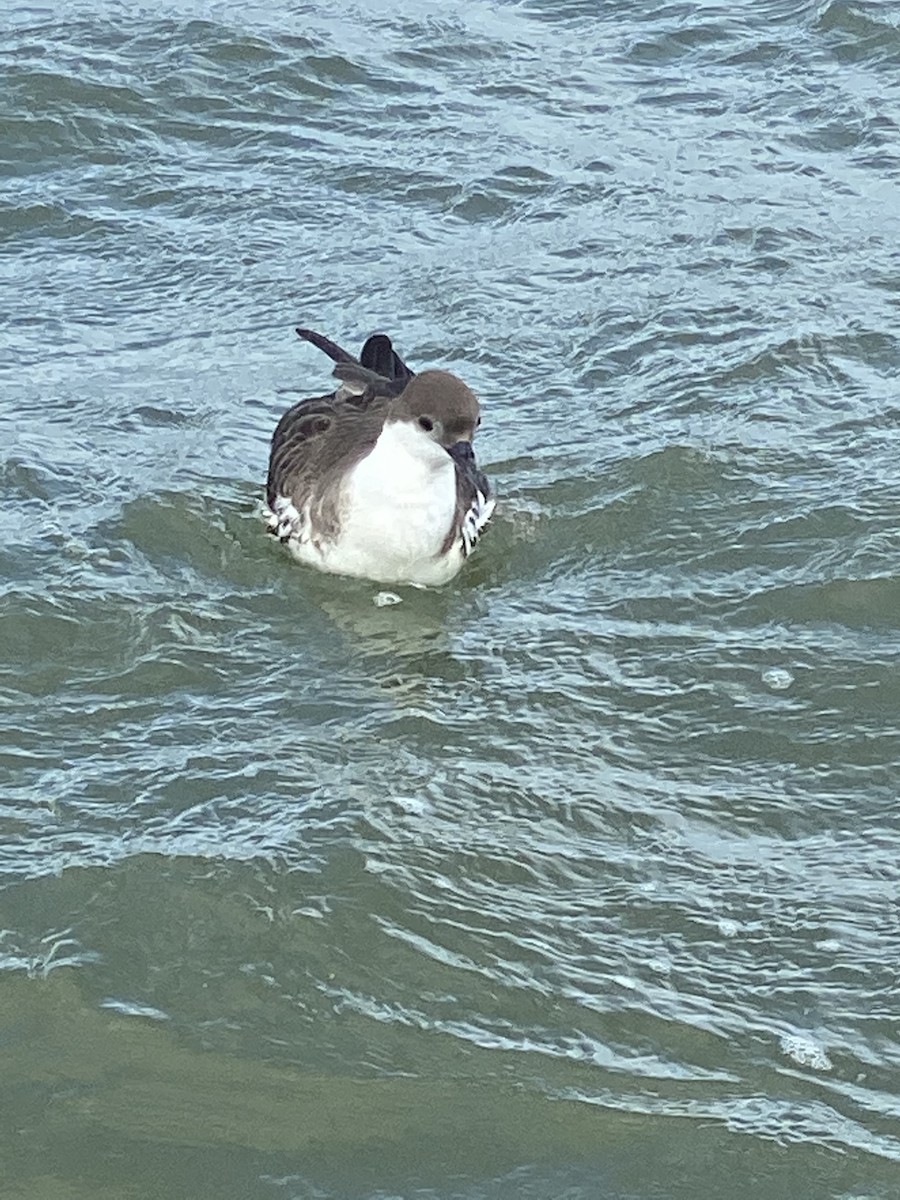 Great Shearwater - ML355741461