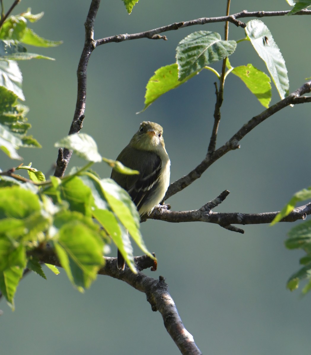 Yellow-bellied Flycatcher - ML355742041