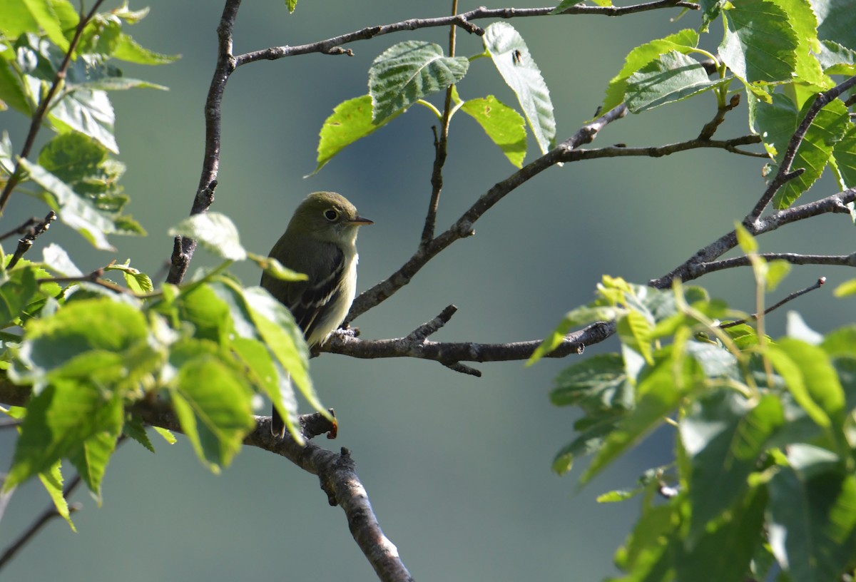 Yellow-bellied Flycatcher - ML355742071