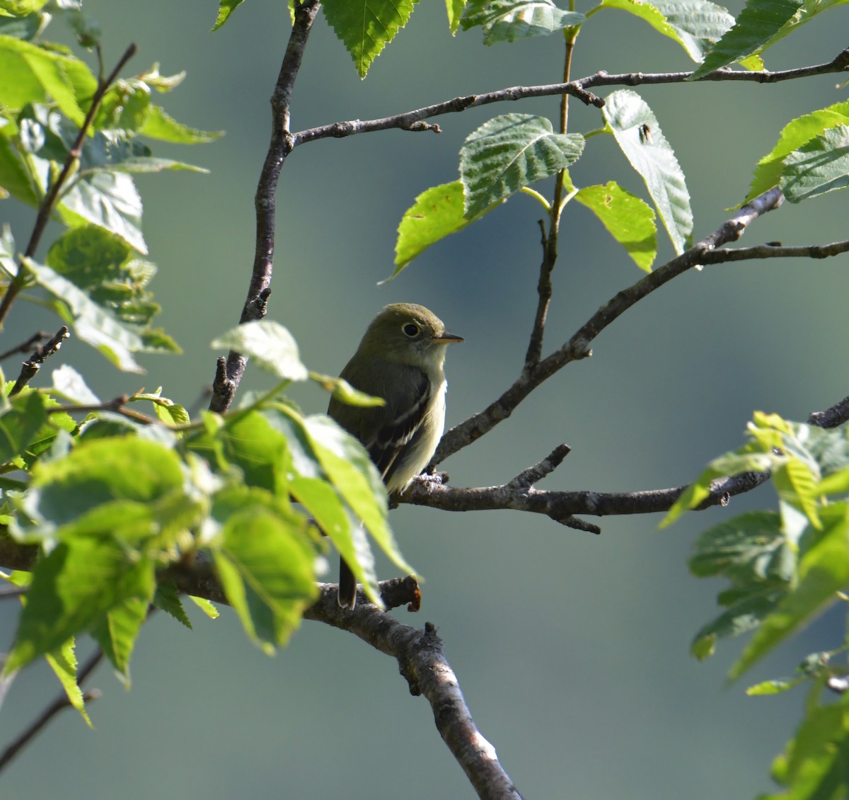 Yellow-bellied Flycatcher - ML355742081