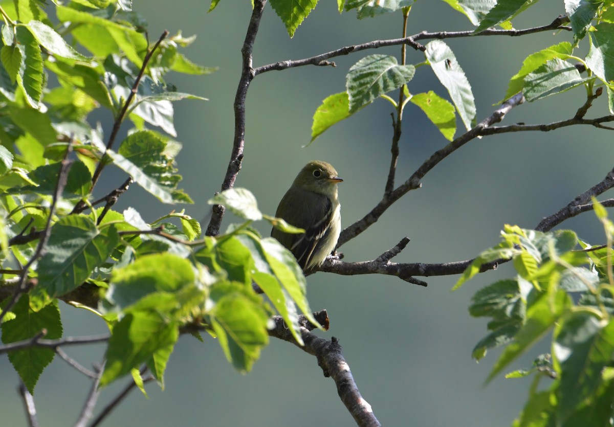 Yellow-bellied Flycatcher - ML355742101