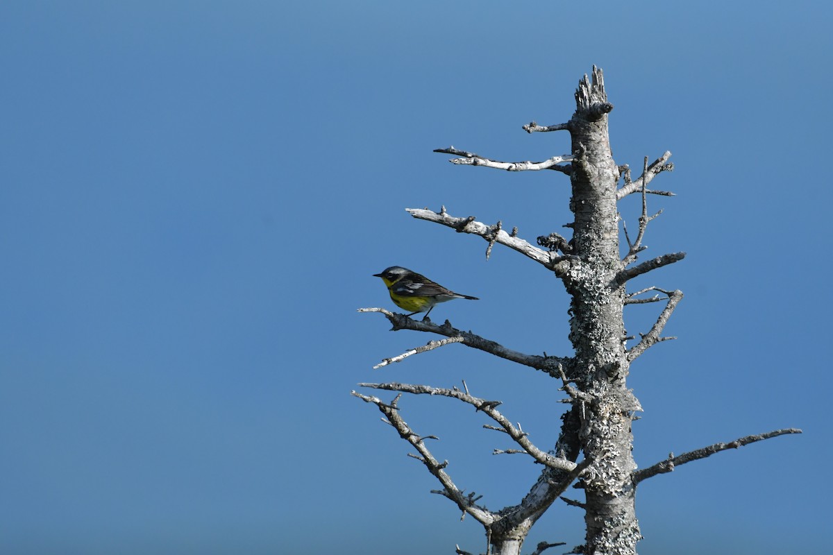 Magnolia Warbler - ML355742131