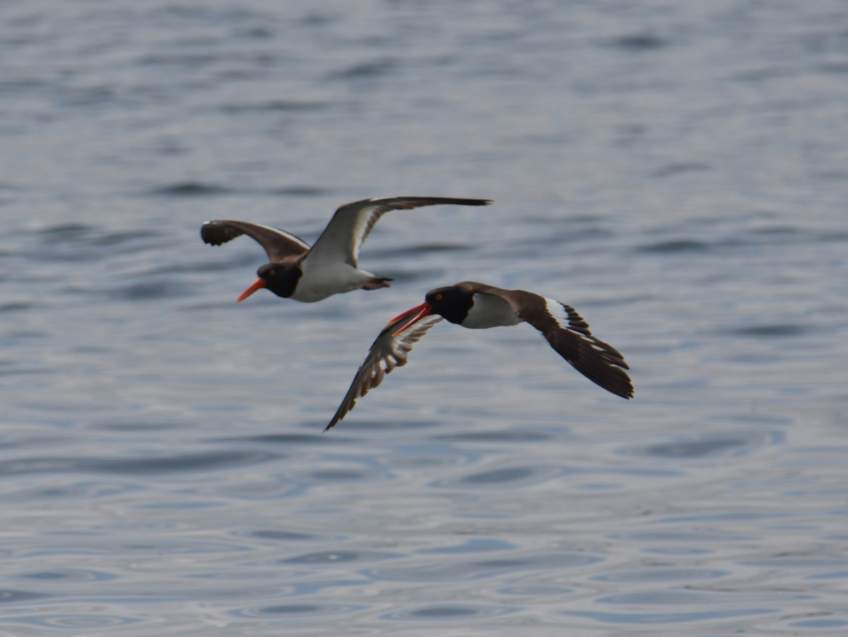 American Oystercatcher - ML355742411
