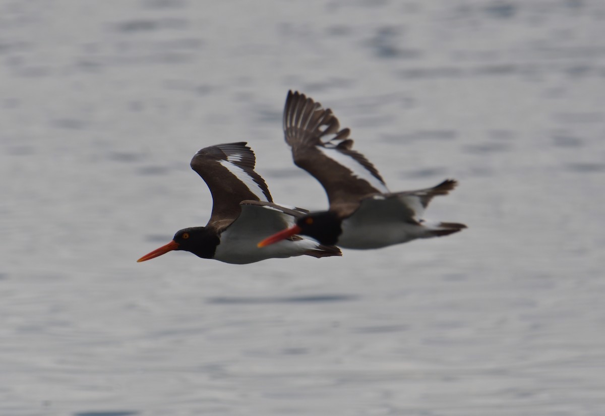 American Oystercatcher - ML355742441