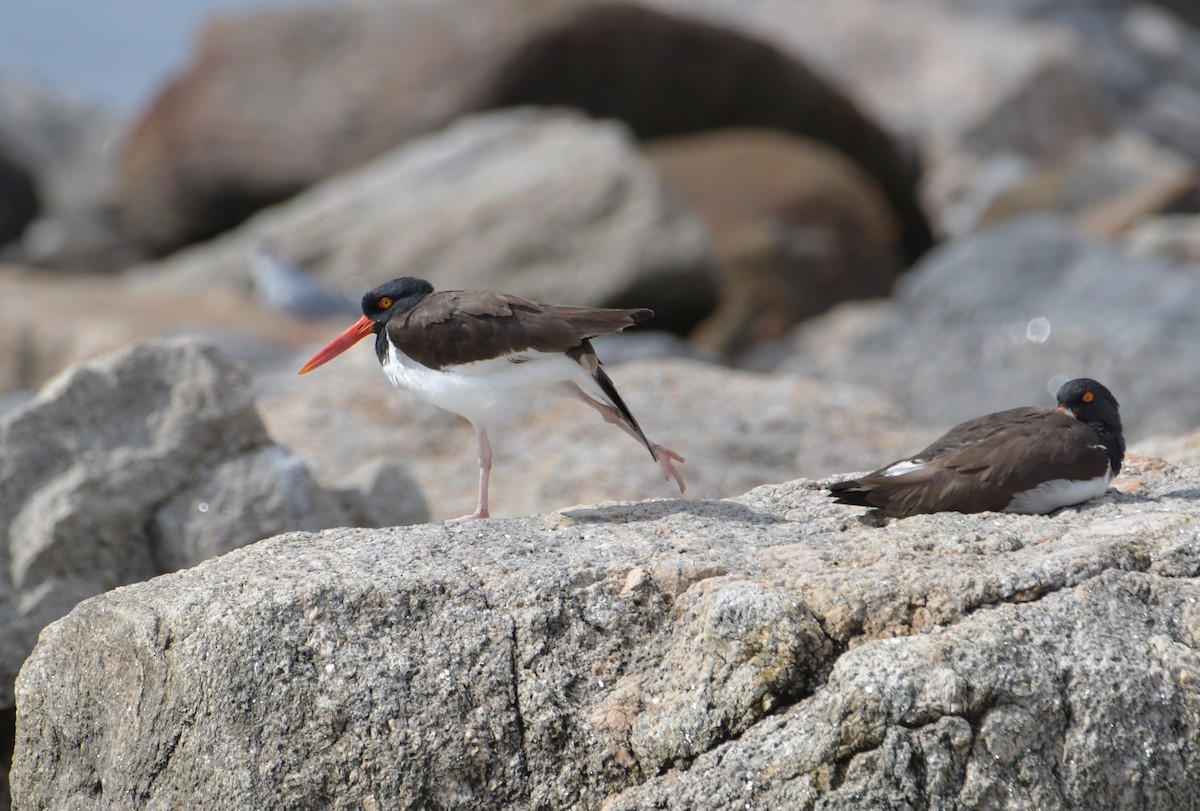 American Oystercatcher - ML355742461