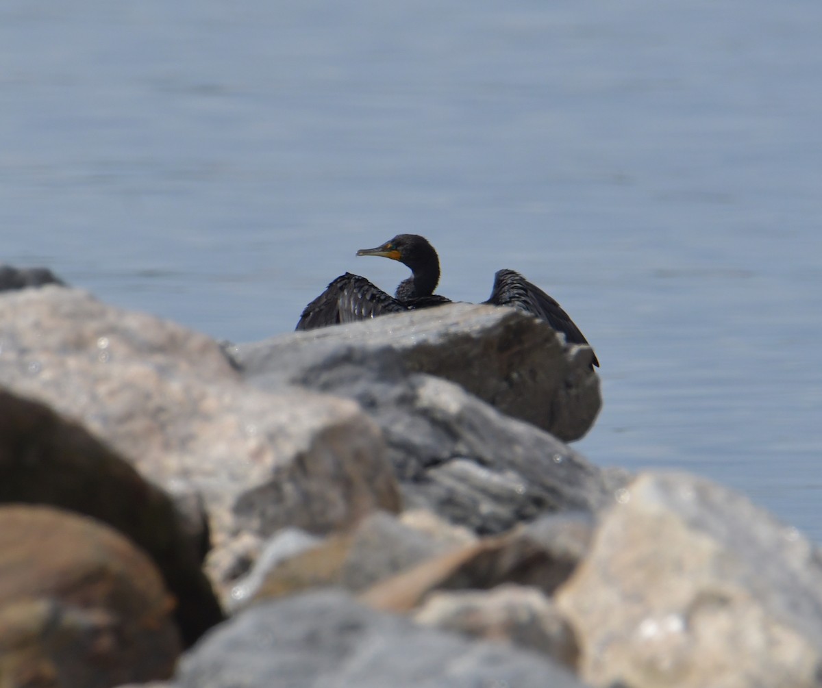 Double-crested Cormorant - ML355742481