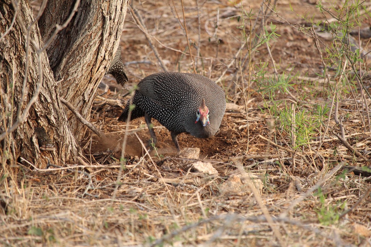 Helmeted Guineafowl - ML355742601