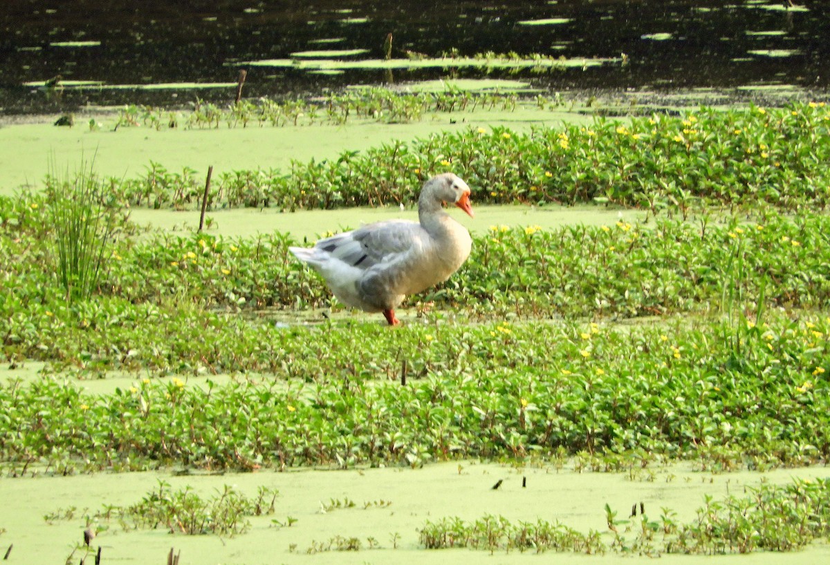Graylag Goose (Domestic type) - Sabrena Boekell