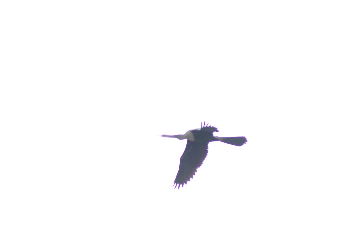 anhinga americká - ML355745551