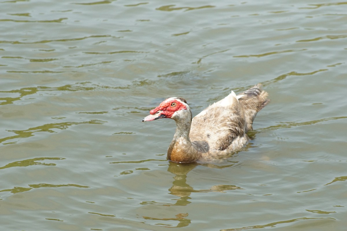 Muscovy Duck (Domestic type) - ML355745711