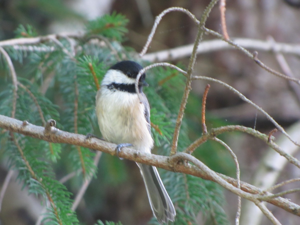 Black-capped Chickadee - ML35574791