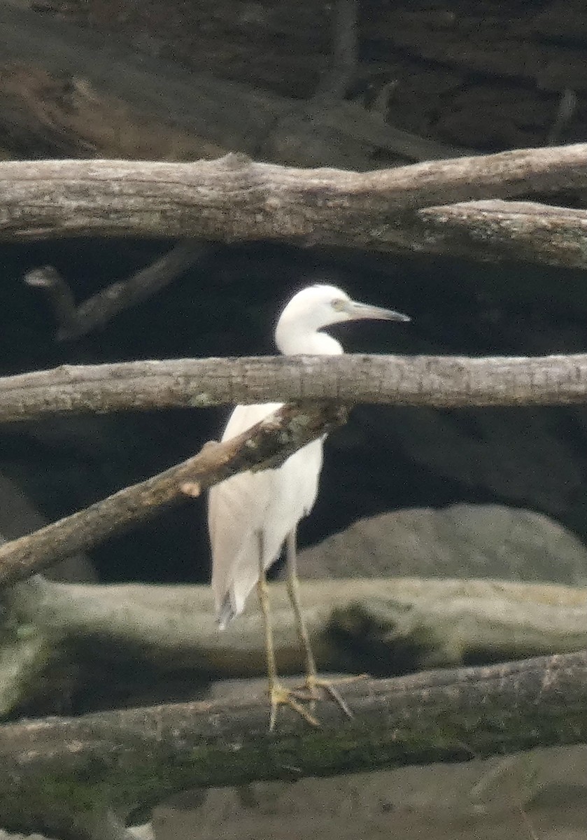 Little Blue Heron - ML355748781