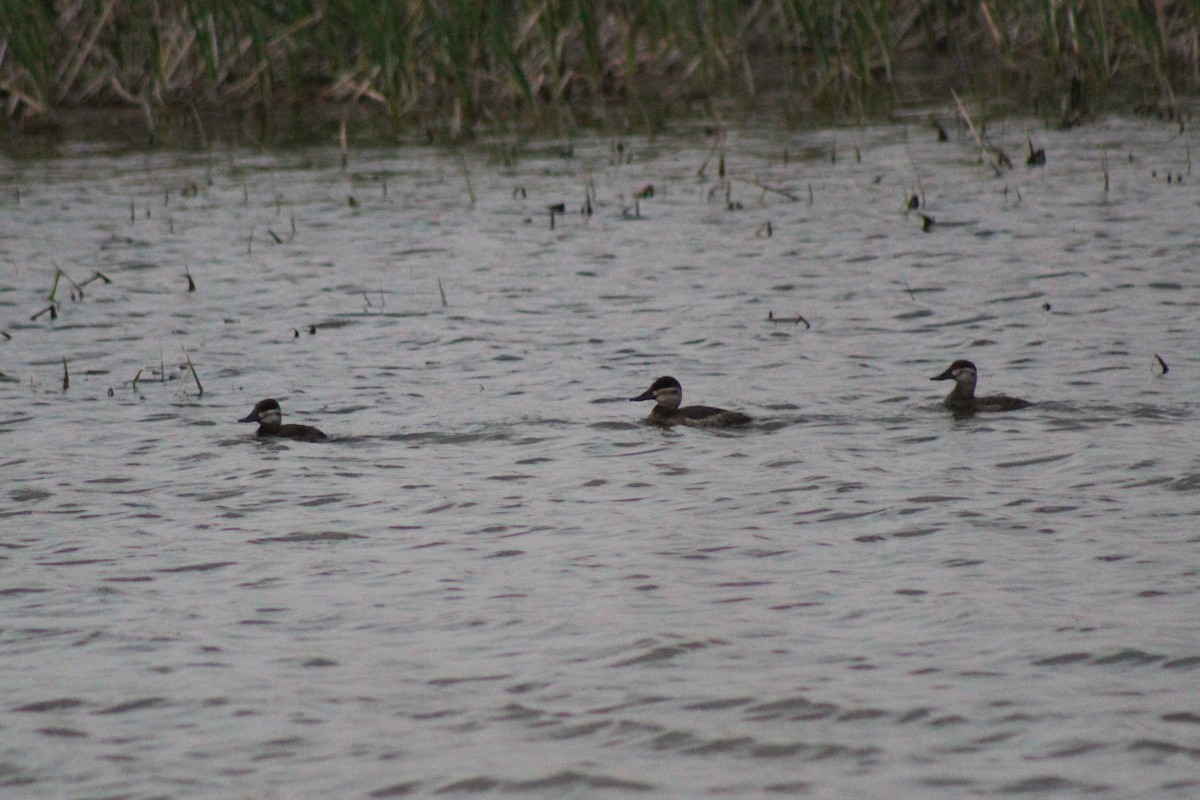 Ruddy Duck - Sean Cowden