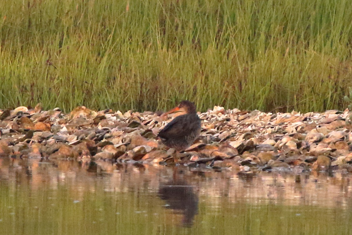 Virginia Rail - ML355750351