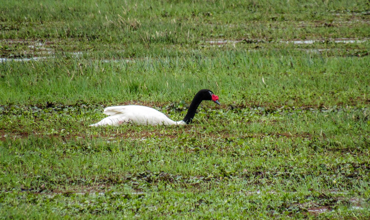 Black-necked Swan - ML355750441