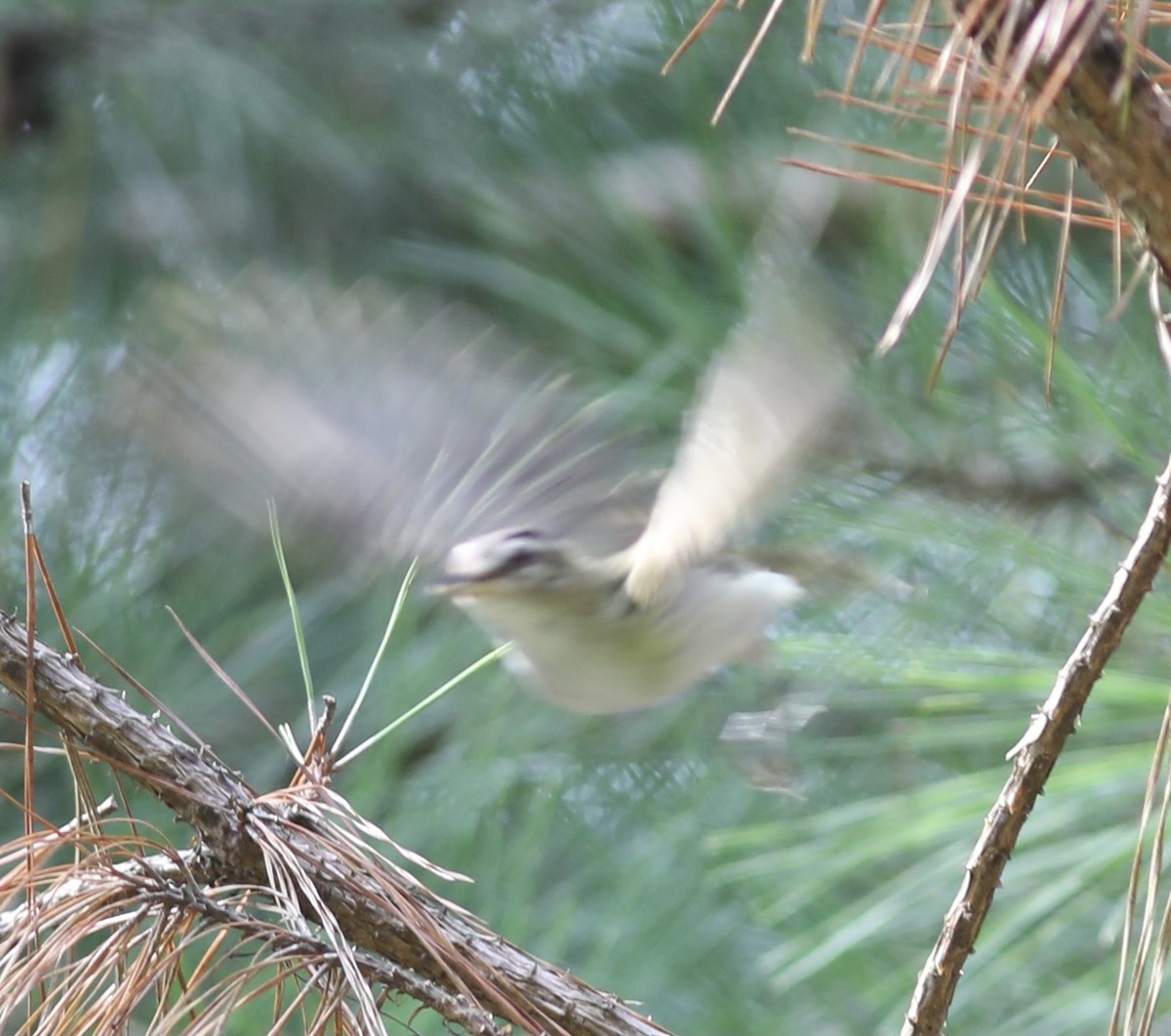 Red-eyed Vireo - ML355750681
