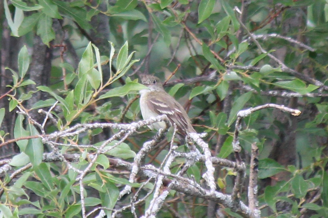 Least Flycatcher - ML355751011